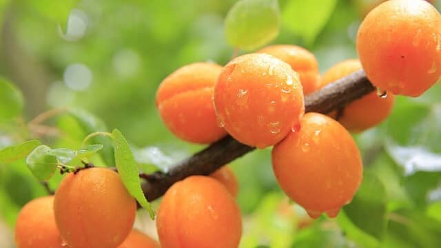 Livraison fruits bio - bob-bien o boulot-fruitsbio-livraison corbeilles de fruits paris-corbeilles fruits paris-fruits bio paris-entreprise